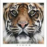 T.I.G.E.R