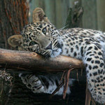 siesta