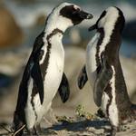 Prosim, dej mi pusu!