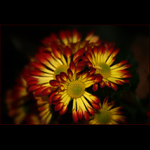 Pozdrav z květinářství