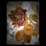 - rose II. -