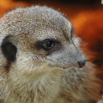 Suricata suricata