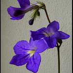 Aspoň doma to kvete :)