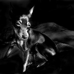 --gypsy--