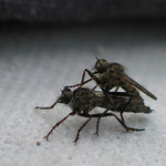 SLEZ ZE ME TY HOVADO:o))))))