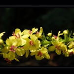 *jaro... kde jsi ???*