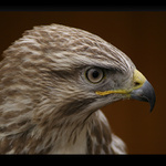 Přísný pohled ....