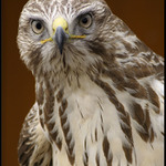 Pronikavý pohled ....