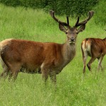 Vzpomínka na léto II.