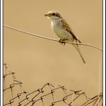 Důvěřivé mládí