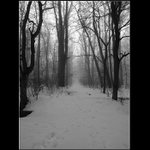 ***Prechádzka lesom***