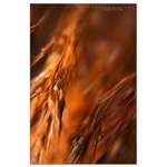 * * * rozverná * * *