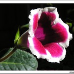 Siningia, pozdrav jari