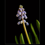 muscari