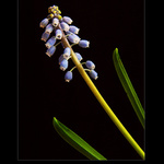 muscari II.