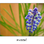 muscari III.