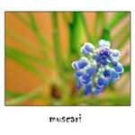 muscari IV.