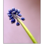muscari VI.