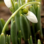 když jaro zaťuká .......