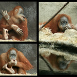 střípky z orangutáního života