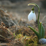 variace na jarní téma