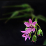 ..i plevel je hezký..