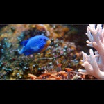 jedna rybka, skoro zlatá :-)