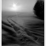 Z psích procházek...............