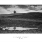 ZRCADLO STROMŮ