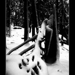 tajemství lesa III.