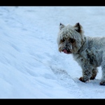 Pouliční \'\'Smeták\'\'