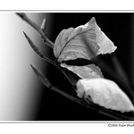 Fragment jari