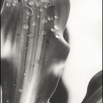 Příště zalít do květináče, díky