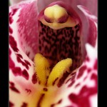 Orchidej