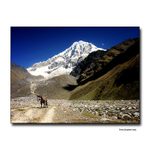 Som z toho jeleň...