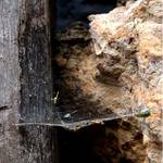 Dlouholetí sousedé