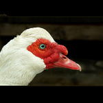 ...drake\'s profile...