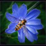 Čekanka obecná (pestřenková )