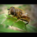 Pofoukám tvoji bolístku ...