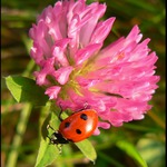 Lady Bug