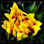 Zo života slenečníc I