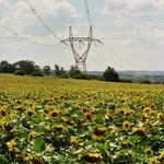 Slunečnice-01