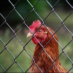 Zvědavá sousedka :o)