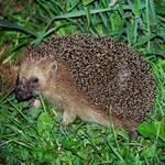 Nečekaný noční úlovek