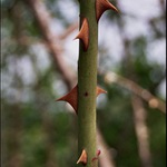 Jauvajs! To píchá!