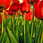 ..a Dutch ladies si vyšly zase jednou na procházku...