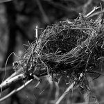 hnízdo k pronajmutí