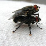 .... a motýlci to dělají stejně ....