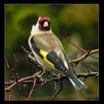 AHOJ,já jsem Stehlík.