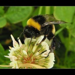 Čmelda z naší zahrádky